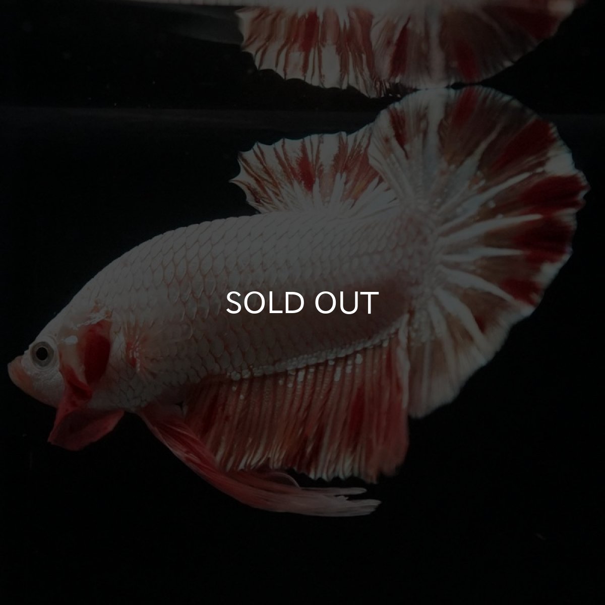 画像5: HMPK プラチナオレンジドラゴン 変わり柄 (5)