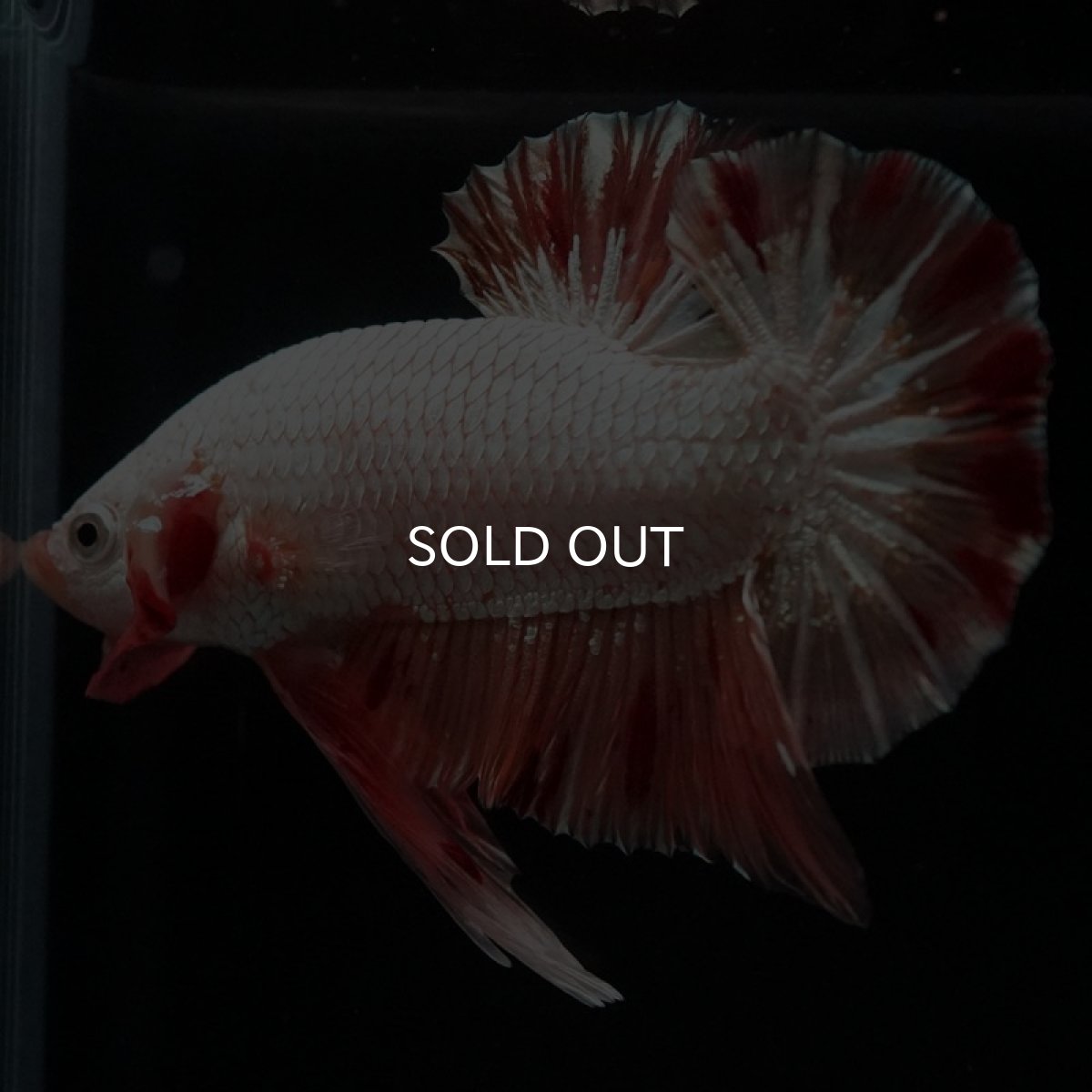 画像2: HMPK プラチナオレンジドラゴン 変わり柄 (2)