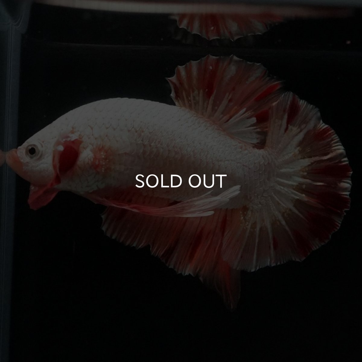 画像9: HMPK プラチナオレンジドラゴン 変わり柄 (9)