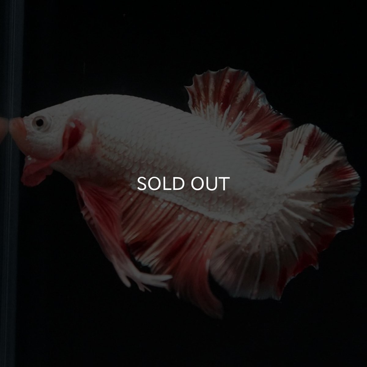 画像7: HMPK プラチナオレンジドラゴン 変わり柄 (7)