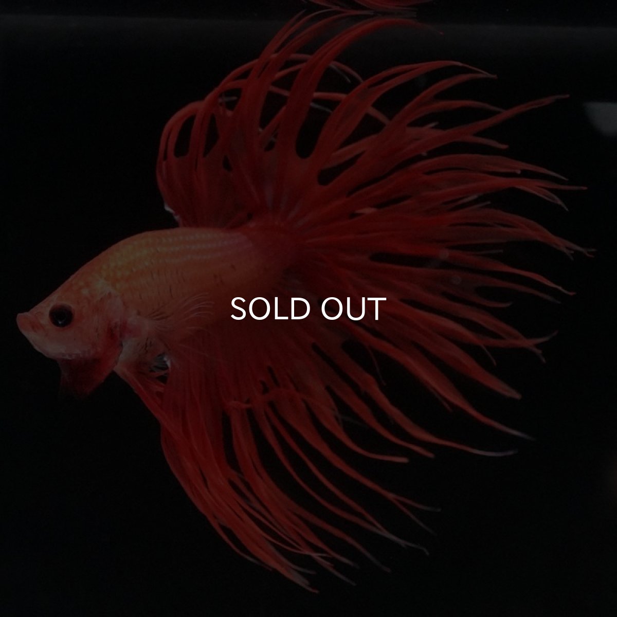 画像2: CT　ソリッドオレンジ (2)