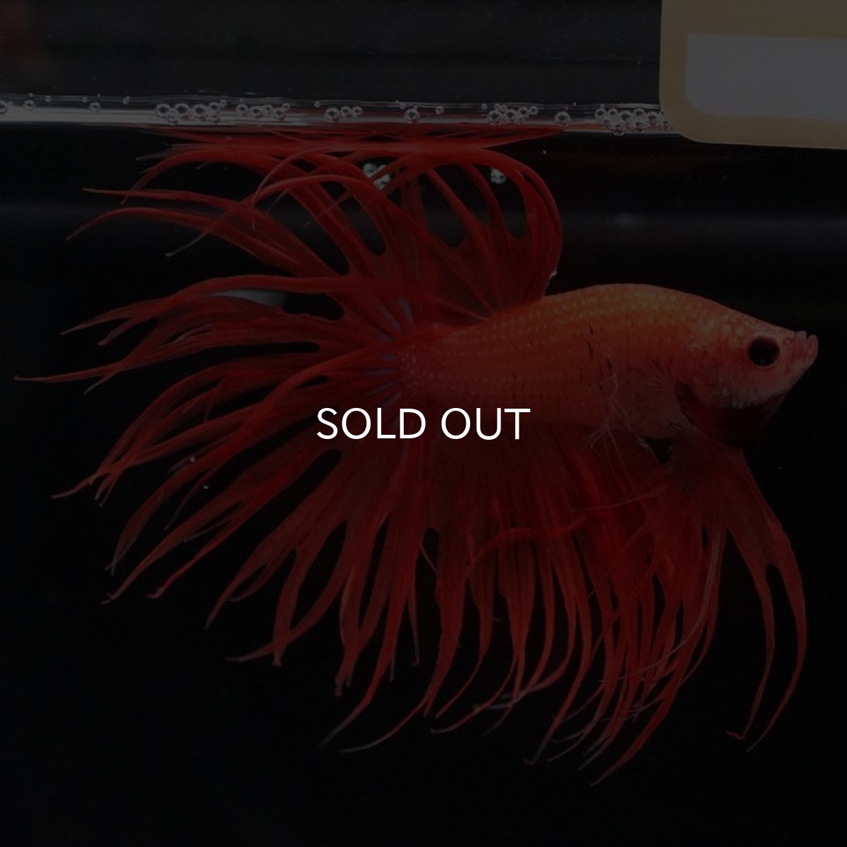 画像6: CT　ソリッドオレンジ (6)