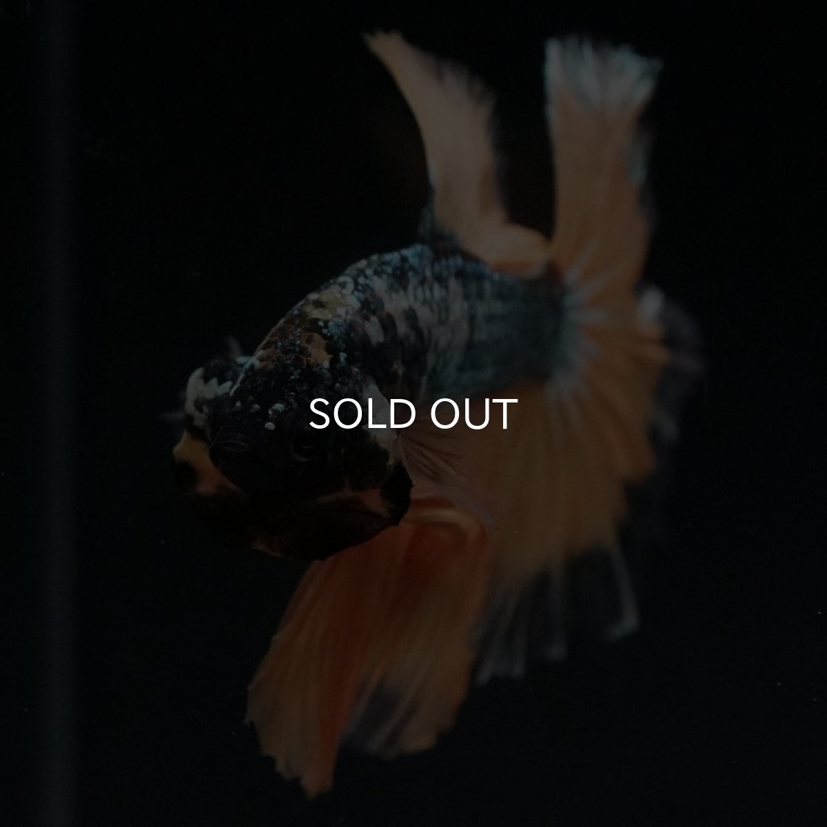 画像7: HM イエローカッパー (7)