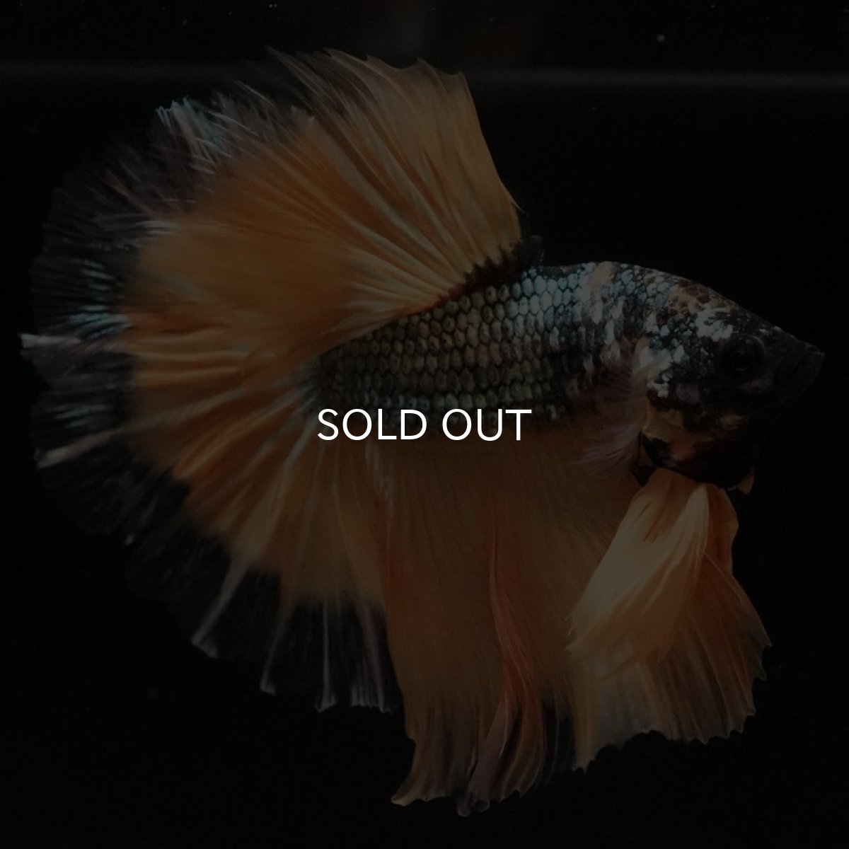 画像3: HM イエローカッパー (3)