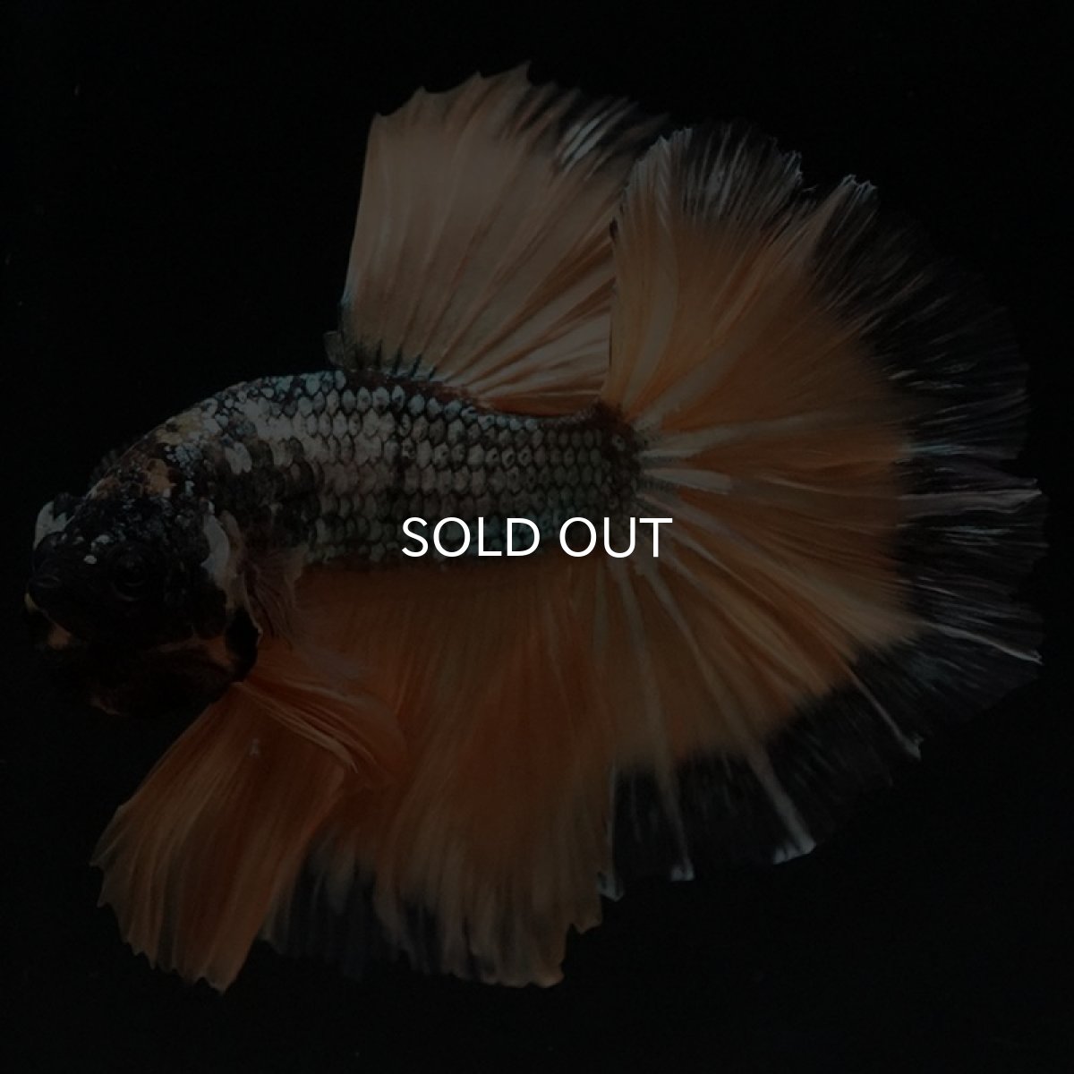 画像6: HM イエローカッパー (6)