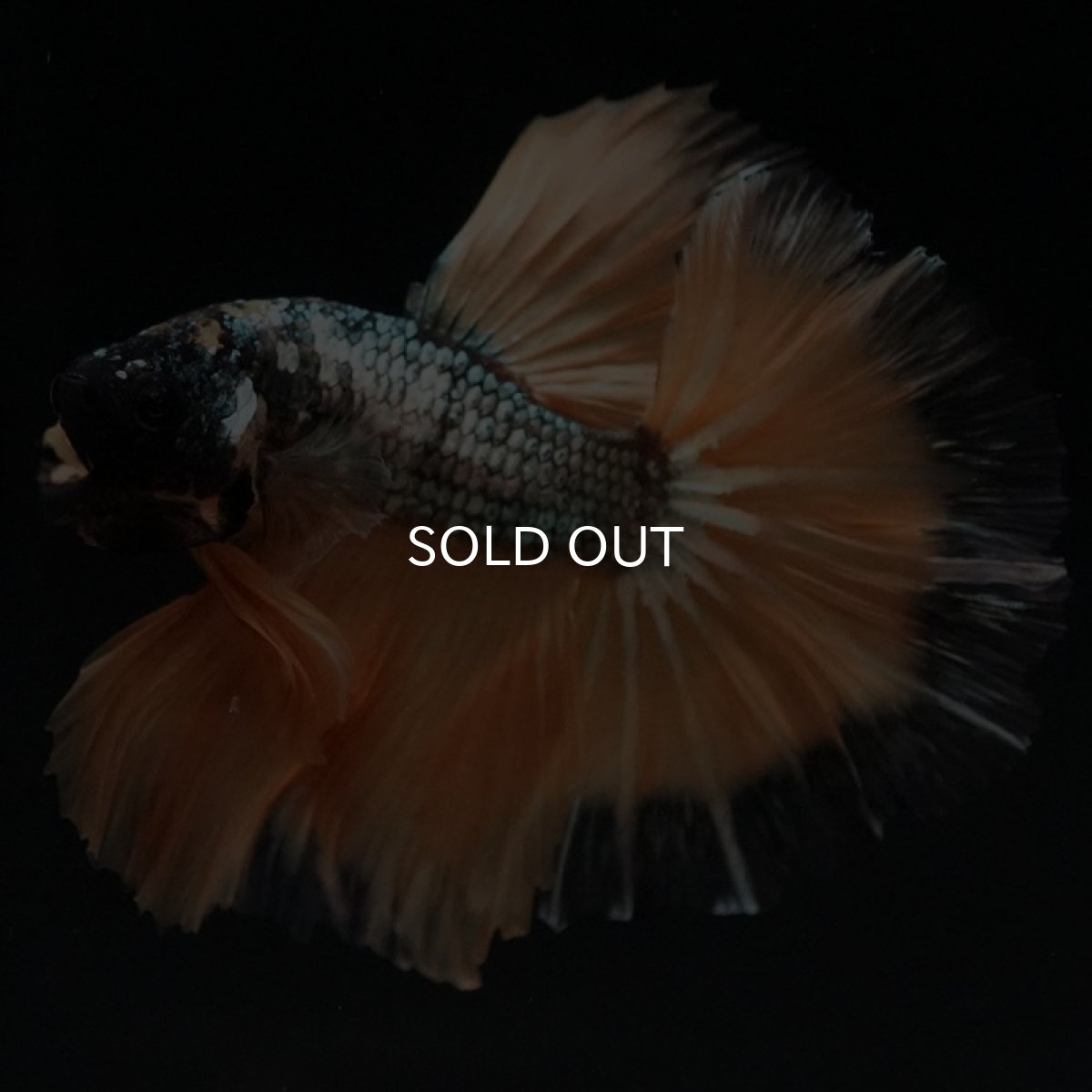 画像4: HM イエローカッパー (4)