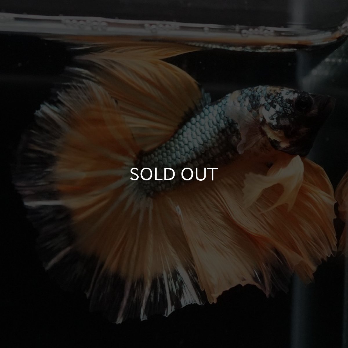 画像5: HM イエローカッパー (5)