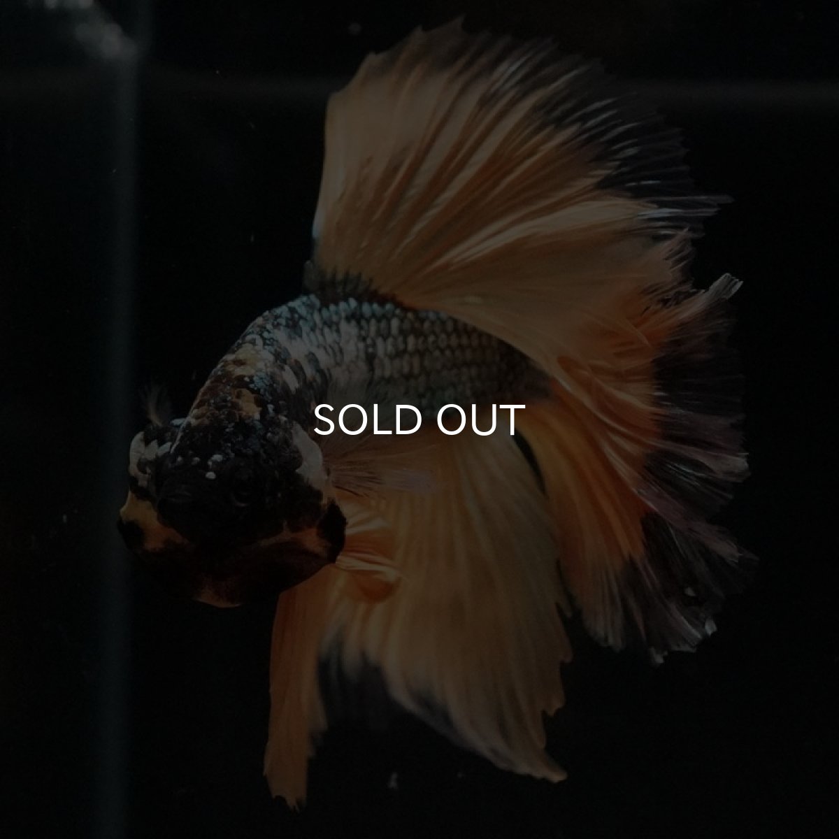 画像2: HM イエローカッパー (2)