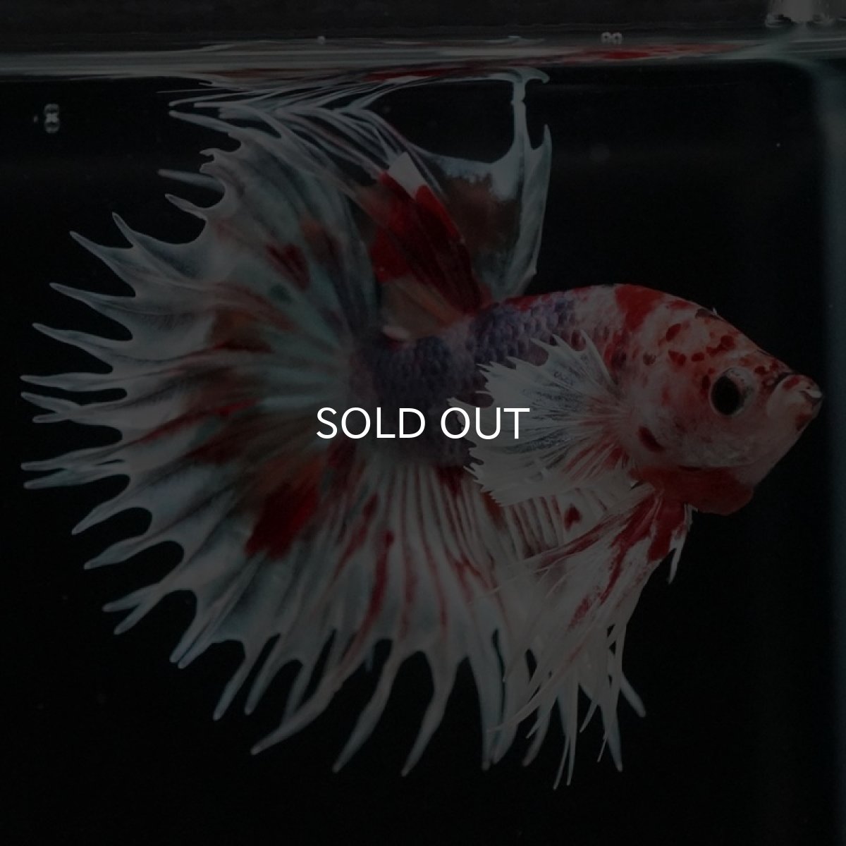 画像2: CTダンボ　キャンディ (2)