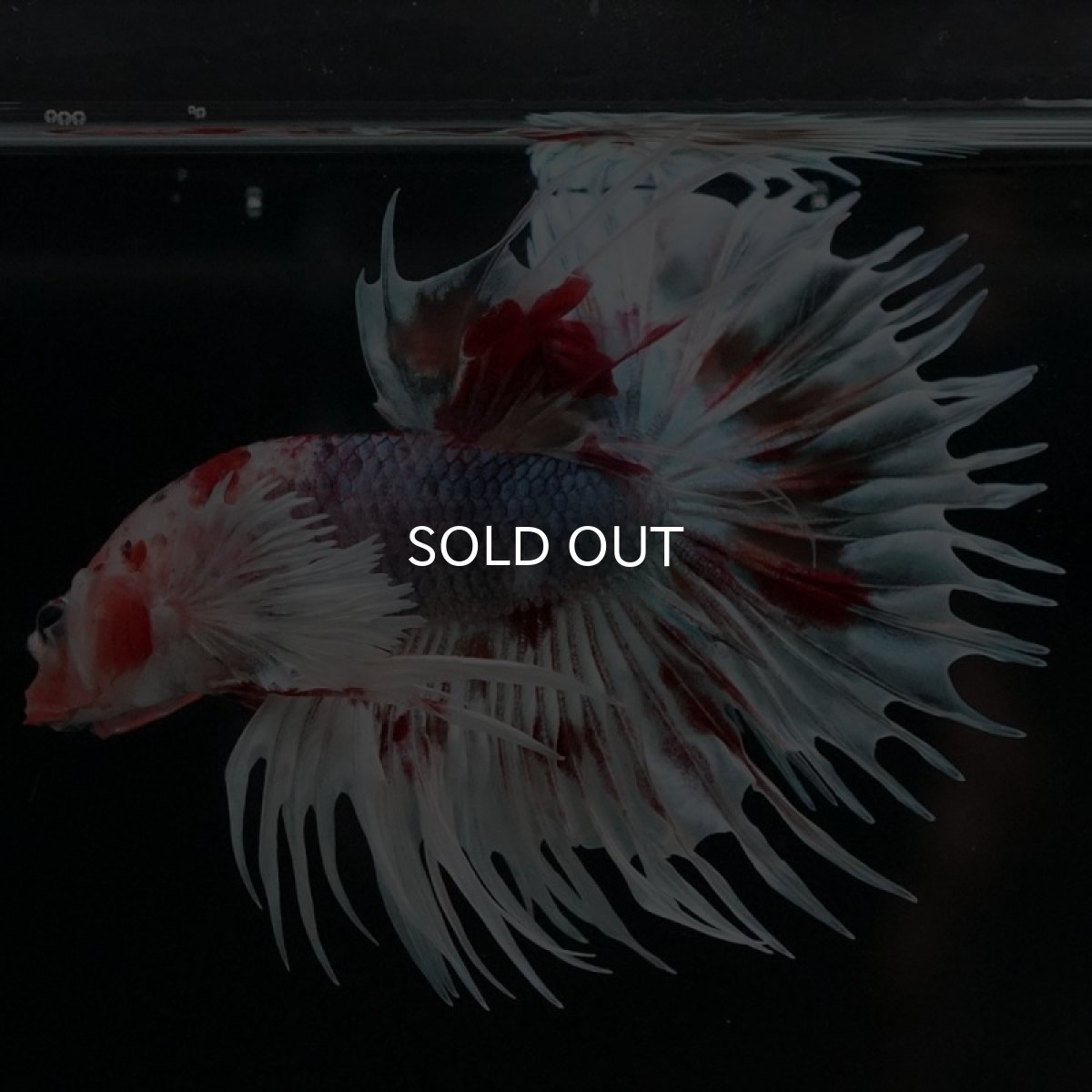 画像7: CTダンボ　キャンディ (7)