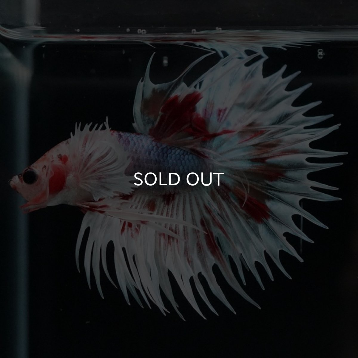 画像5: CTダンボ　キャンディ (5)