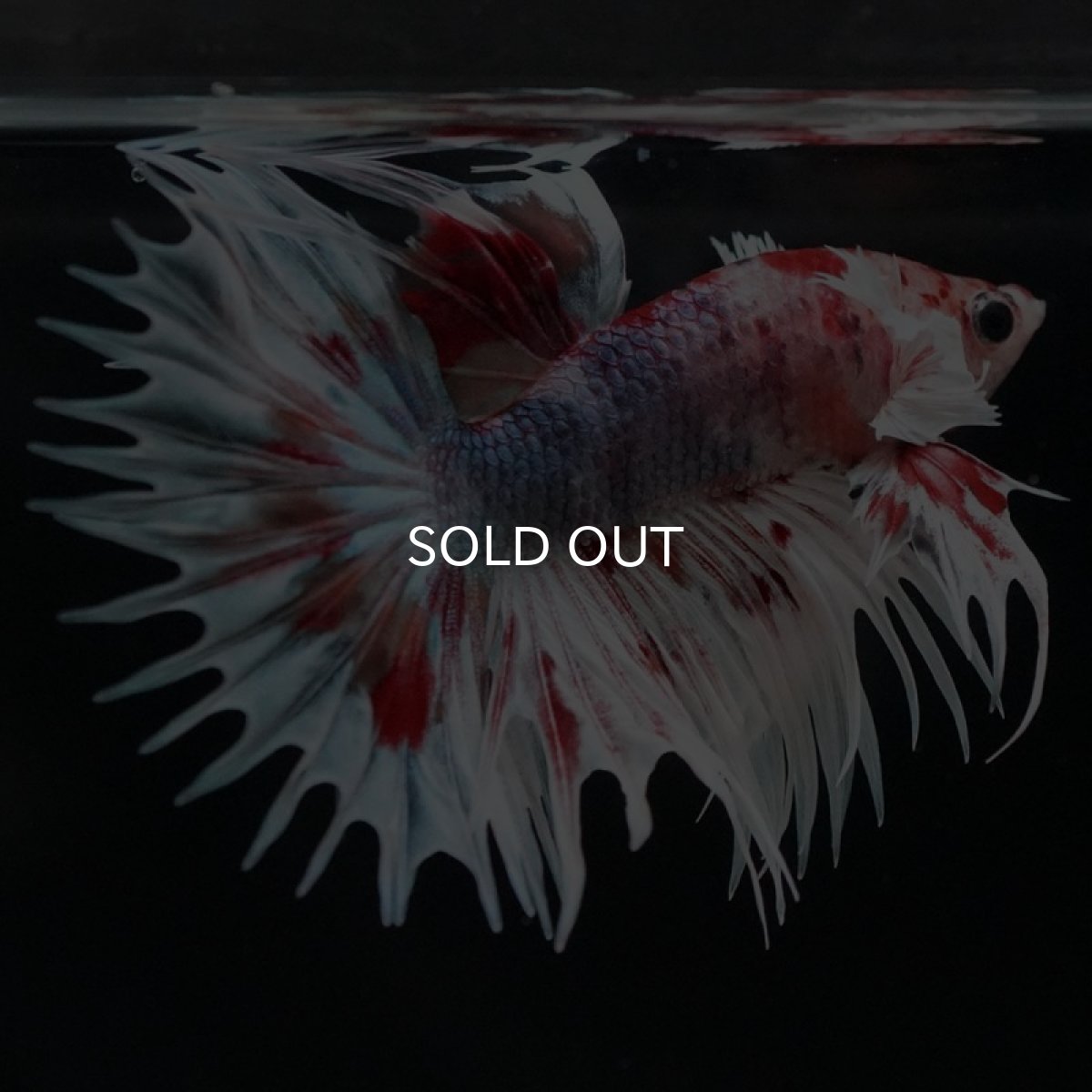 画像6: CTダンボ　キャンディ (6)