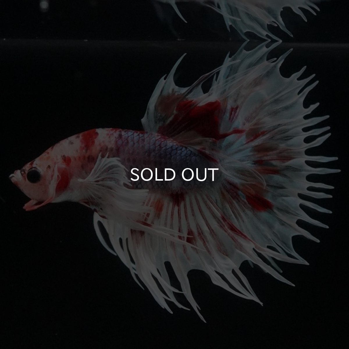 画像3: CTダンボ　キャンディ (3)