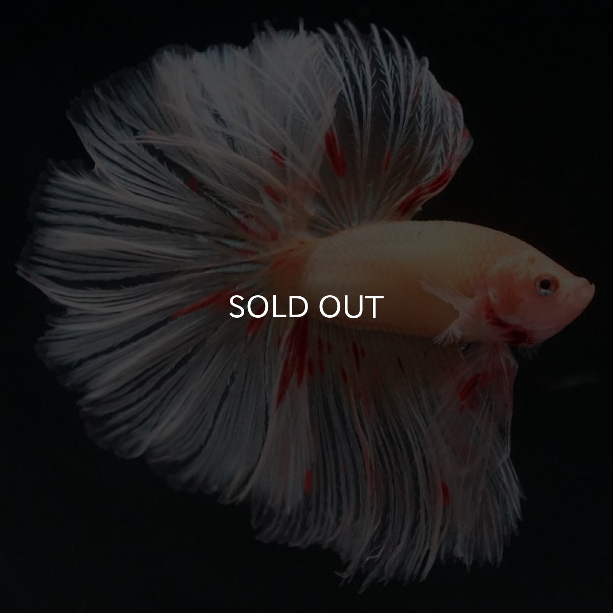 画像3: HM　アルマゲドン　ローズテール (3)