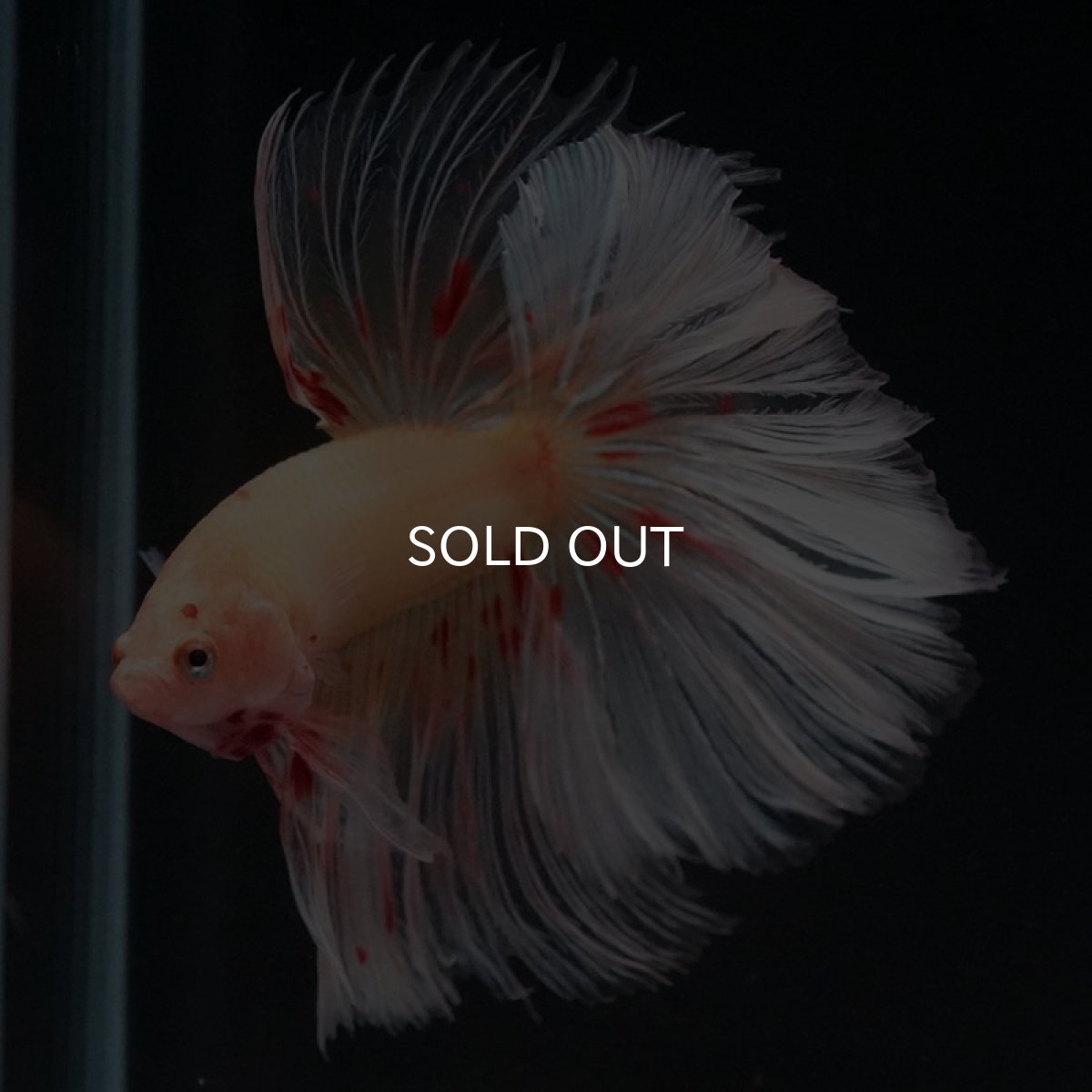 画像7: HM　アルマゲドン　ローズテール (7)