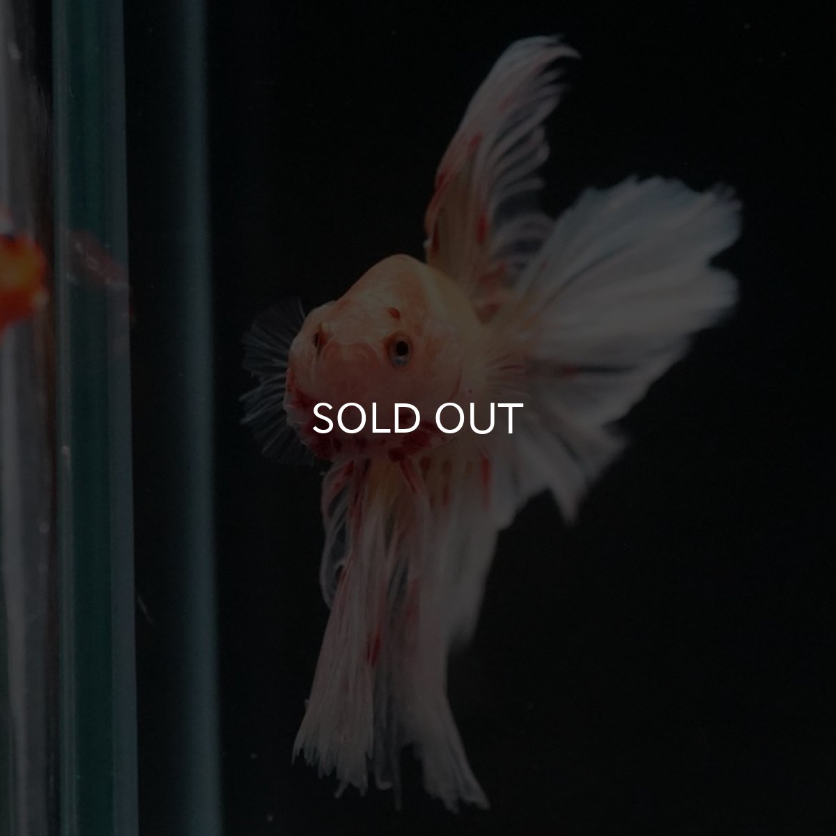 画像6: HM　アルマゲドン　ローズテール (6)