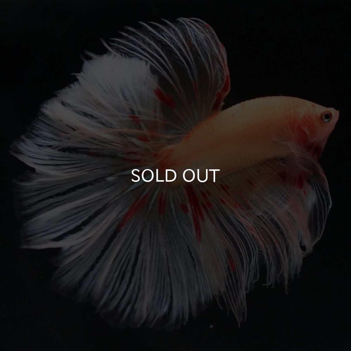 画像5: HM　アルマゲドン　ローズテール (5)