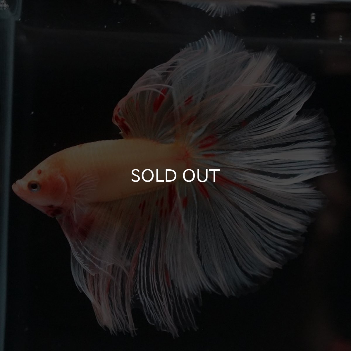 画像4: HM　アルマゲドン　ローズテール (4)