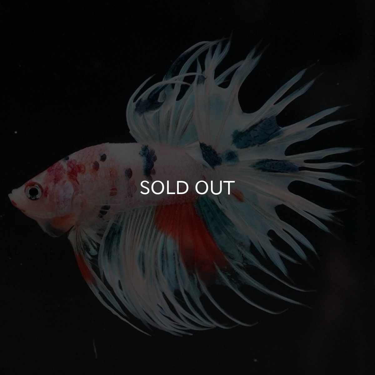 画像13: CT　ホワイトファンシー (13)