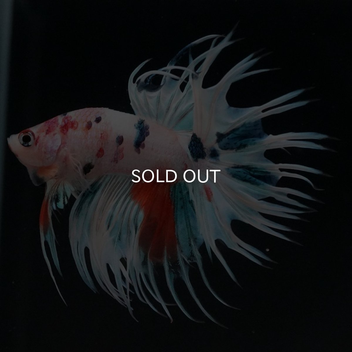 画像6: CT　ホワイトファンシー (6)