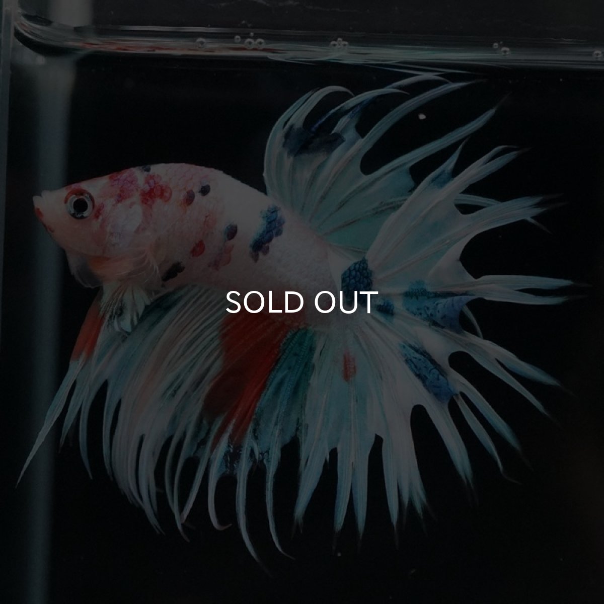 画像8: CT　ホワイトファンシー (8)