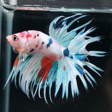 画像8: CT　ホワイトファンシー (8)