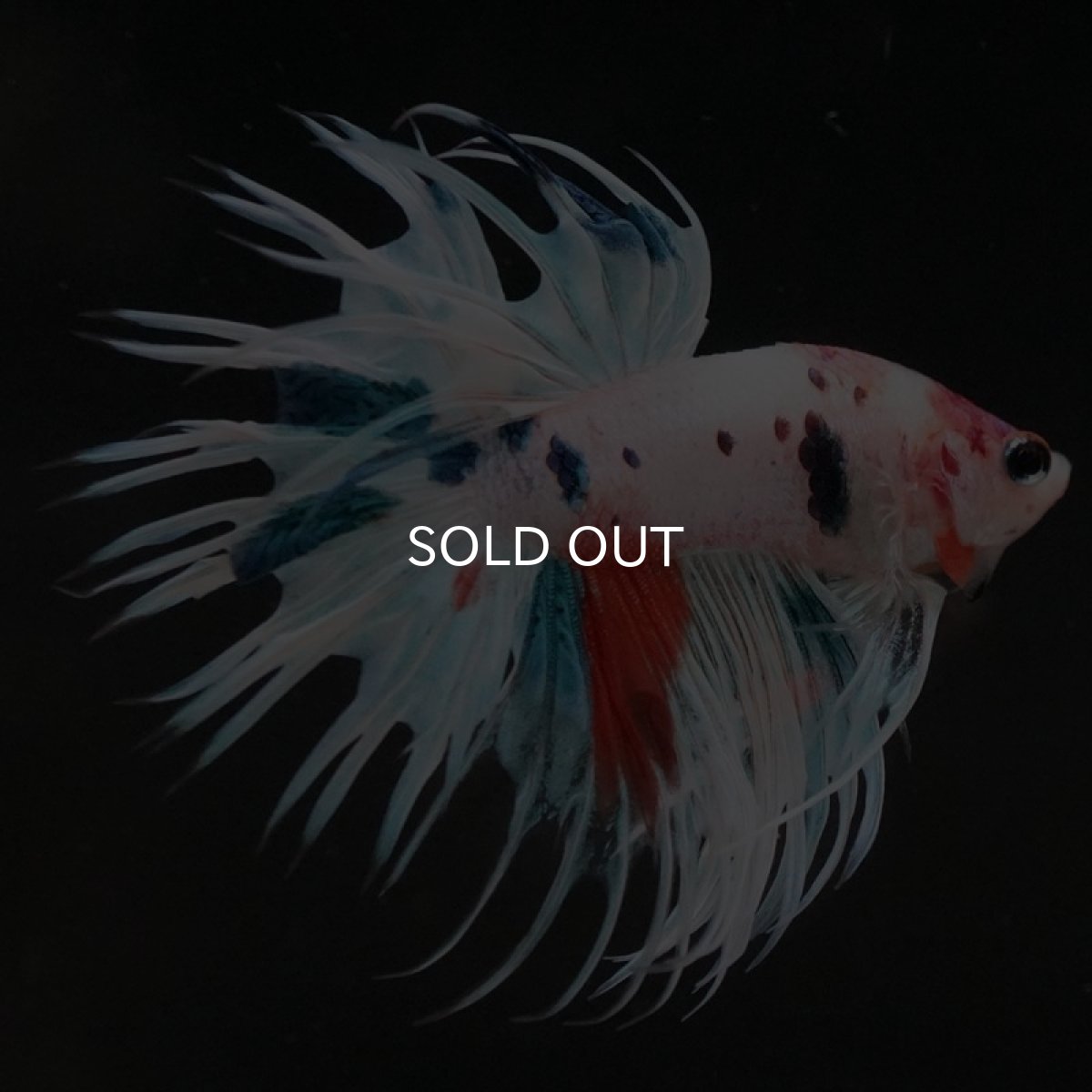 画像12: CT　ホワイトファンシー (12)