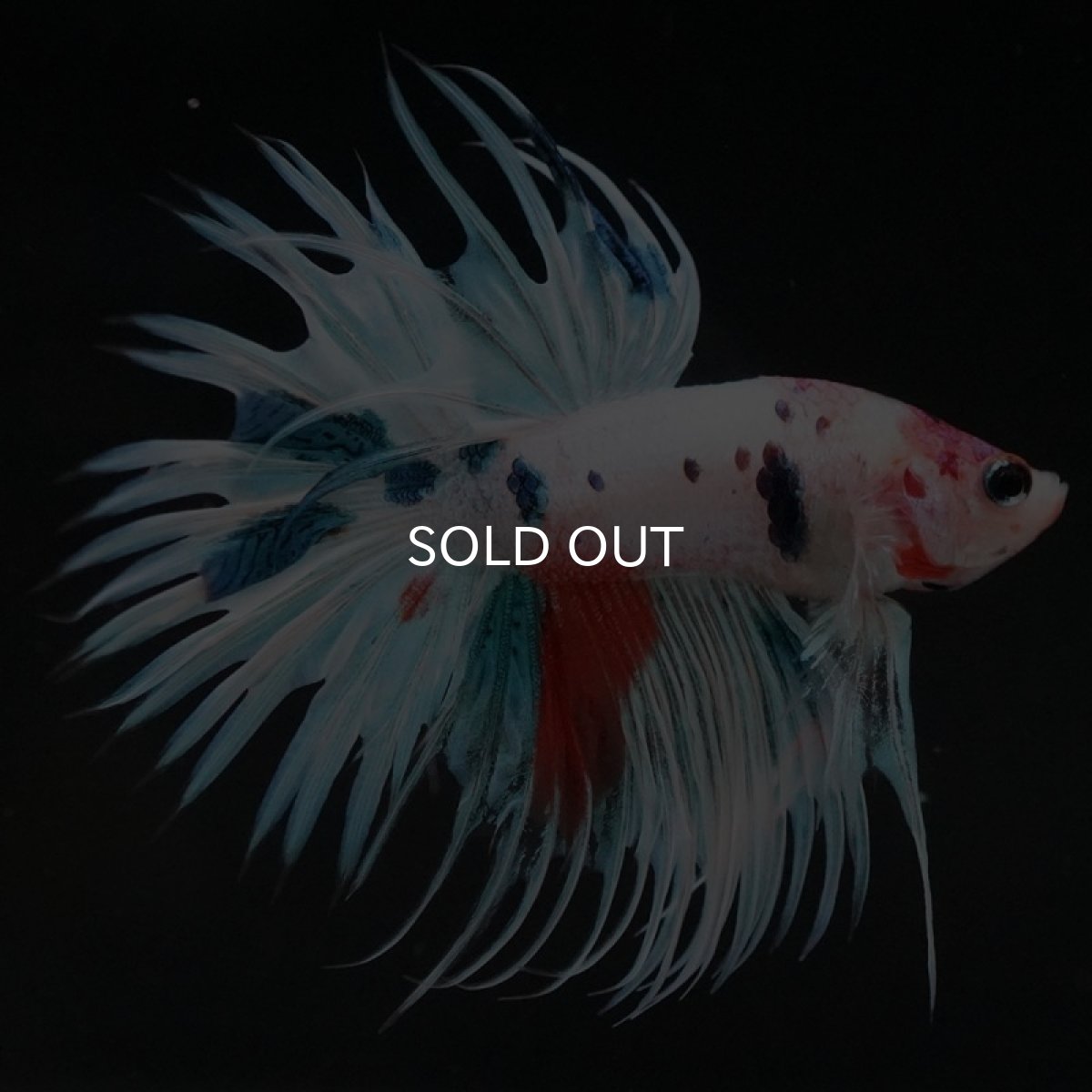 画像5: CT　ホワイトファンシー (5)