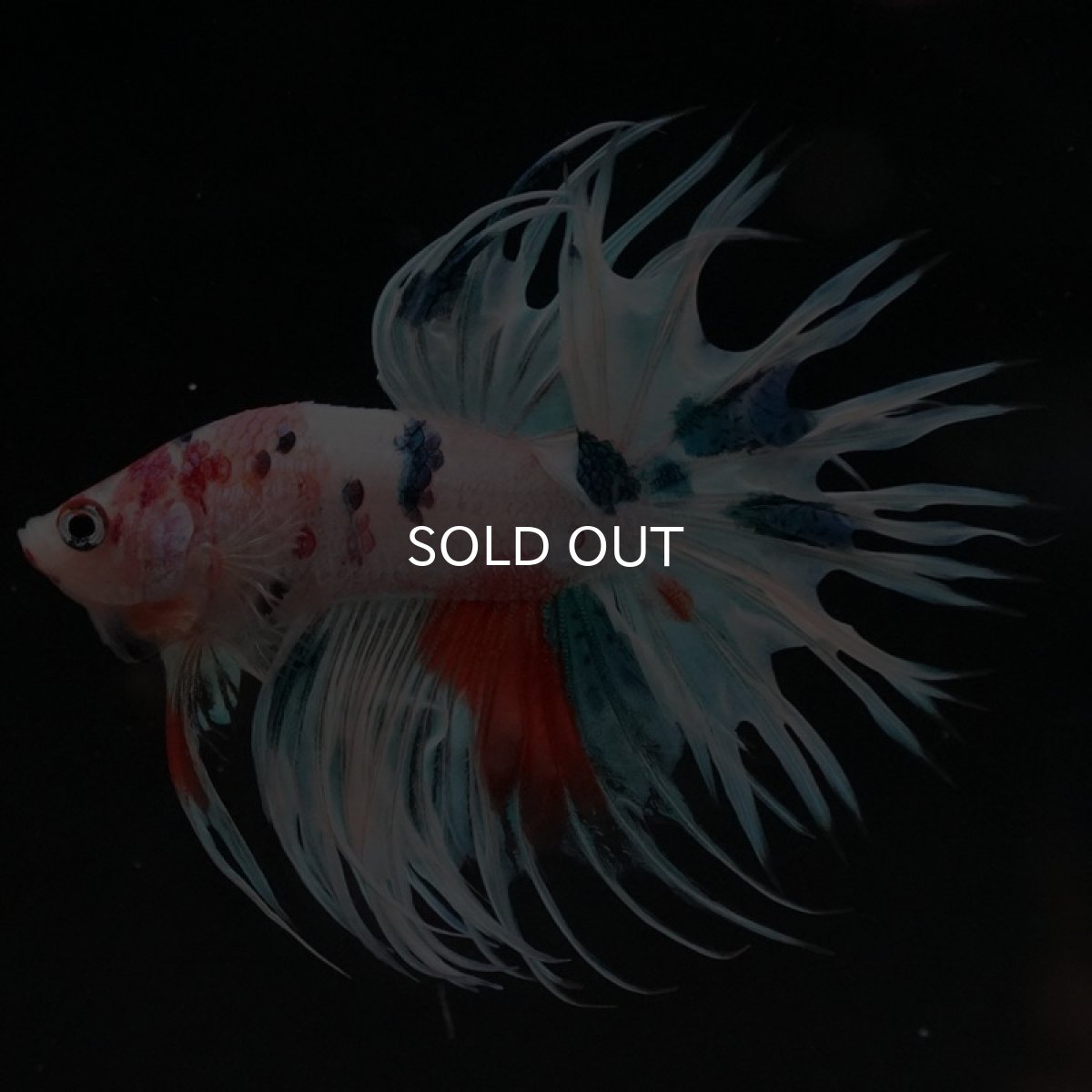 画像11: CT　ホワイトファンシー (11)