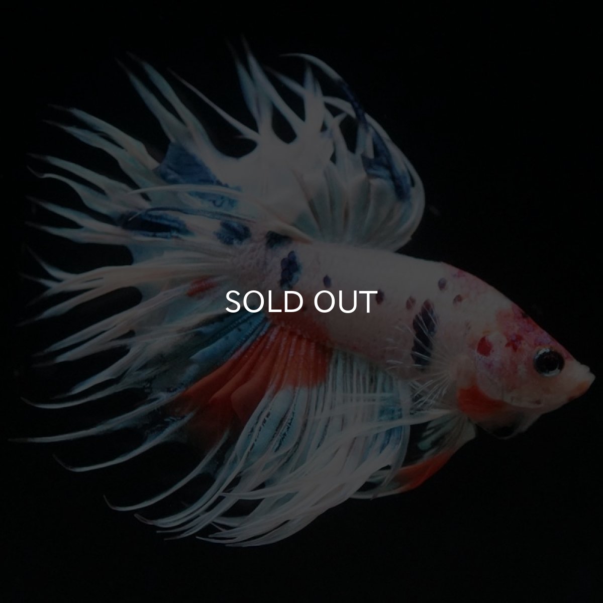 画像10: CT　ホワイトファンシー (10)