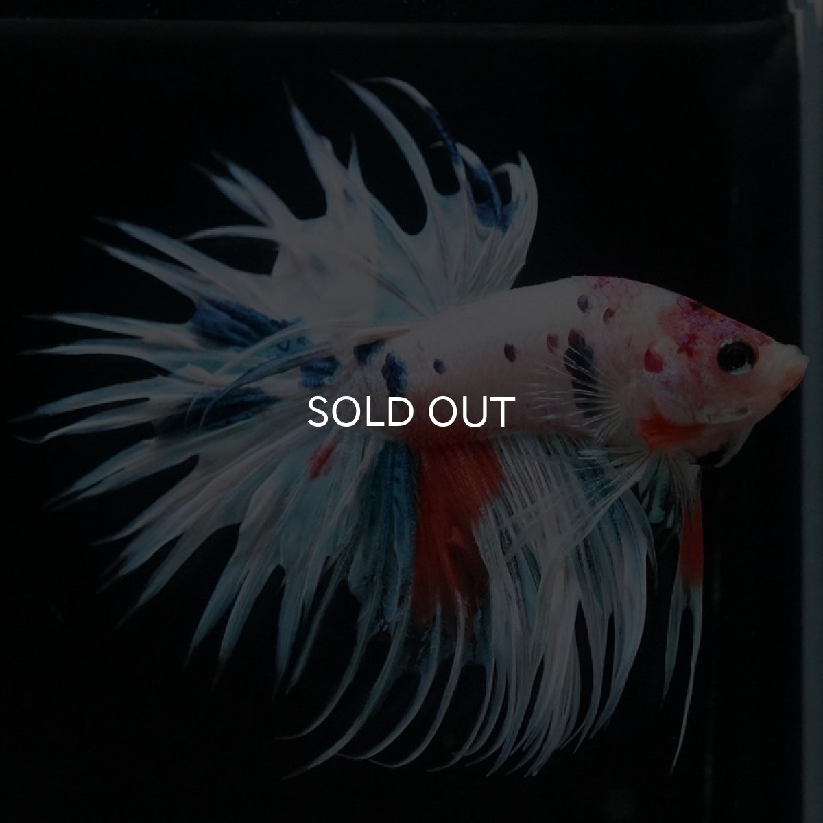 画像3: CT　ホワイトファンシー (3)