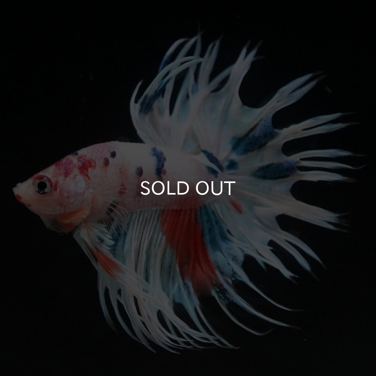 画像4: CT　ホワイトファンシー (4)