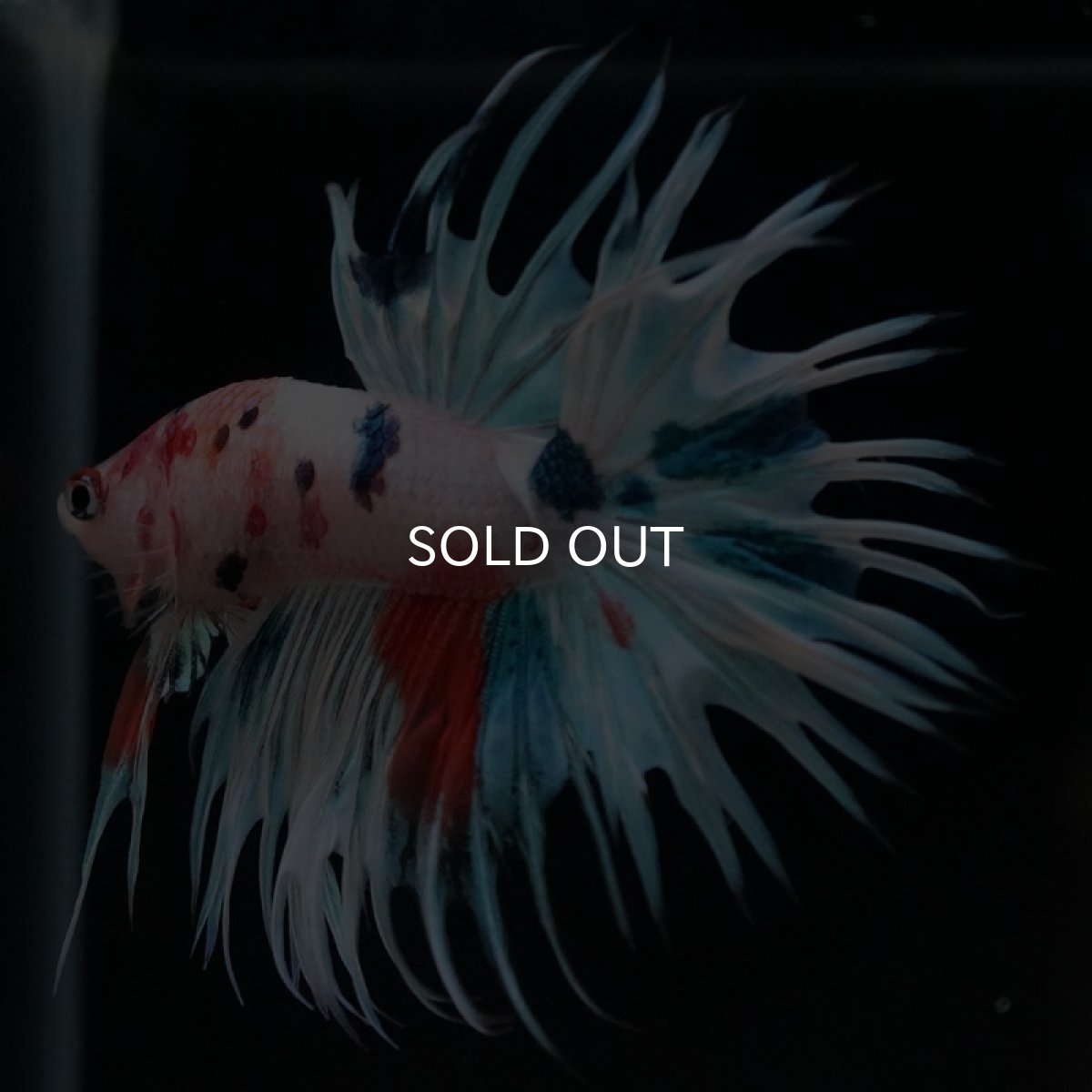 画像9: CT　ホワイトファンシー (9)