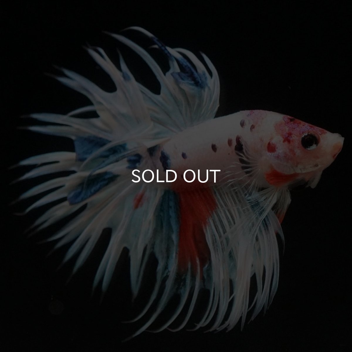 画像7: CT　ホワイトファンシー (7)