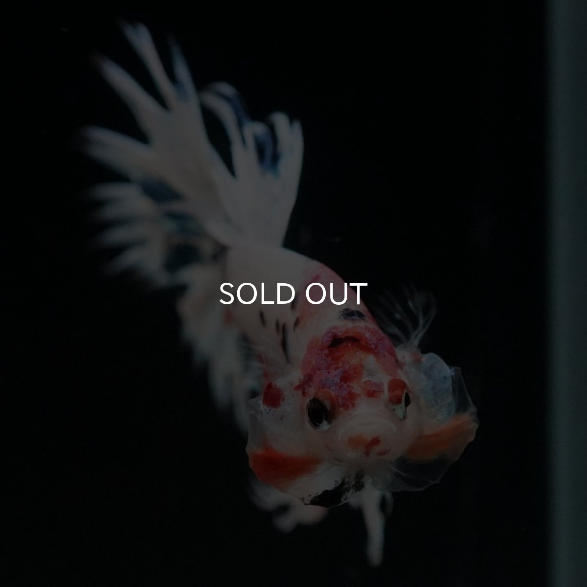 画像2: CT　ホワイトファンシー (2)