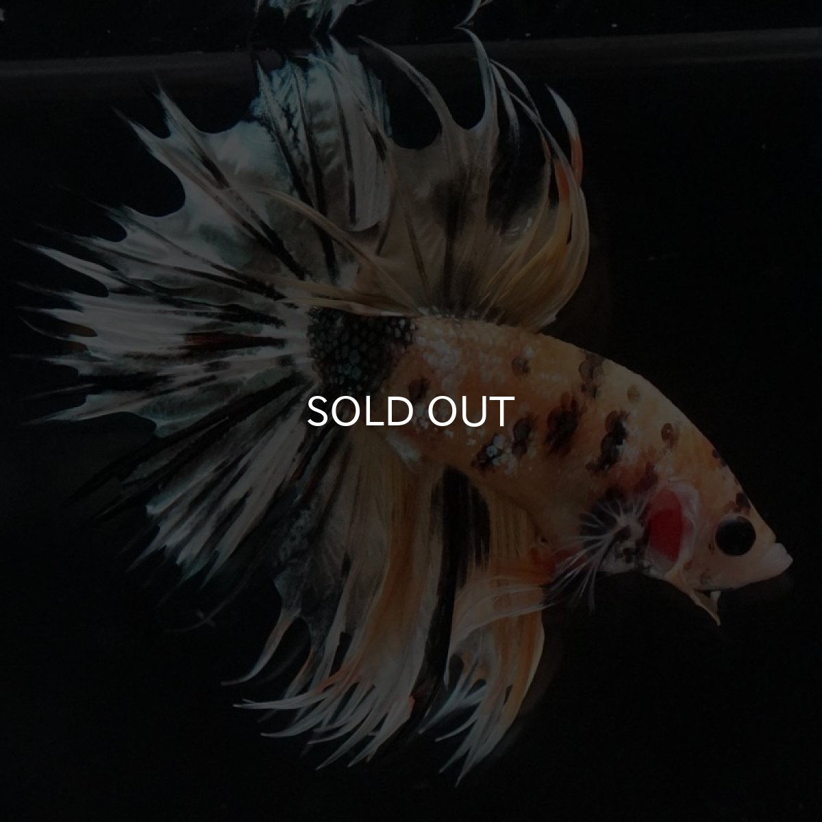 画像2: CT　イエローカッパー (2)