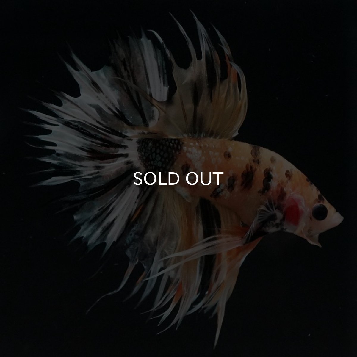 画像7: CT　イエローカッパー (7)