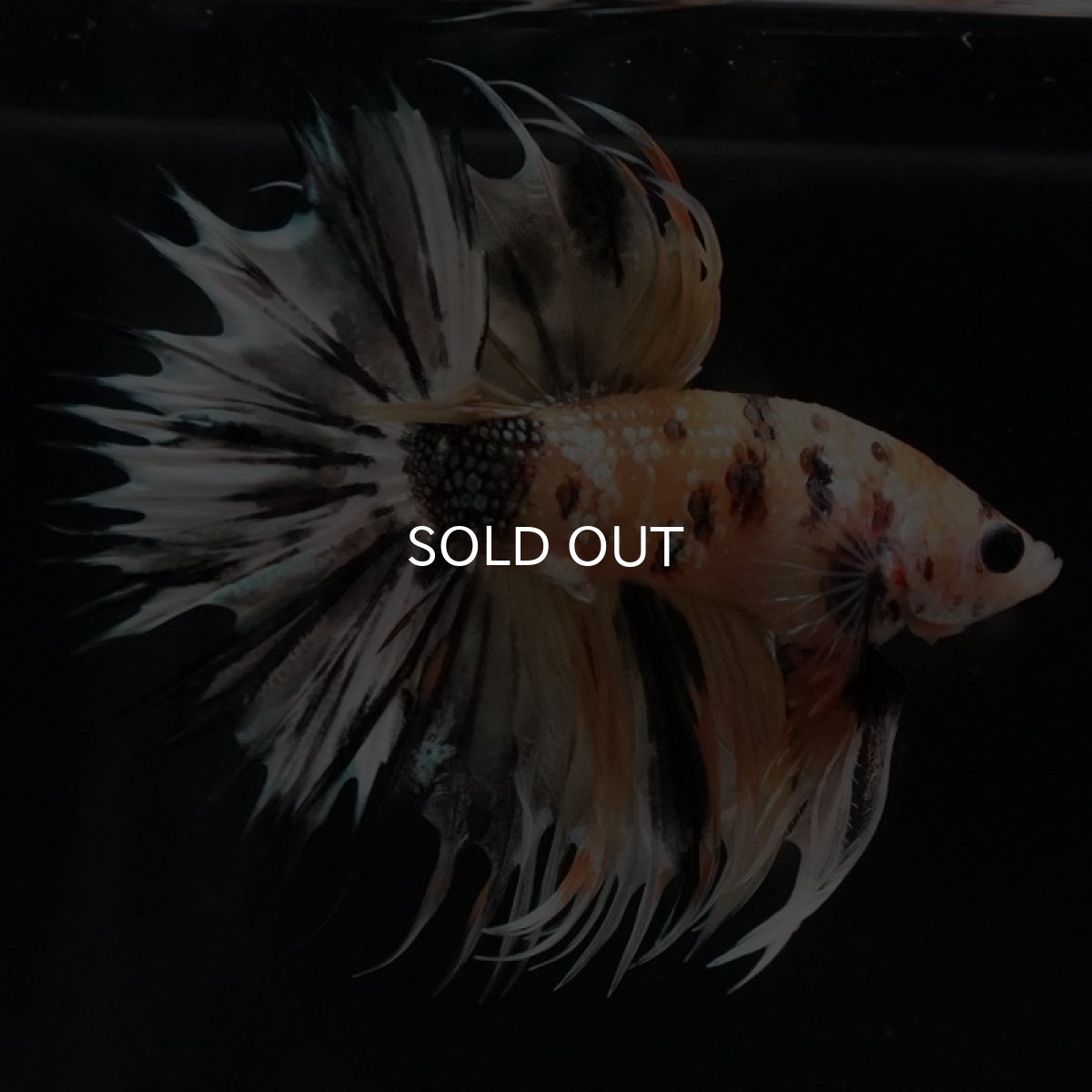 画像6: CT　イエローカッパー (6)