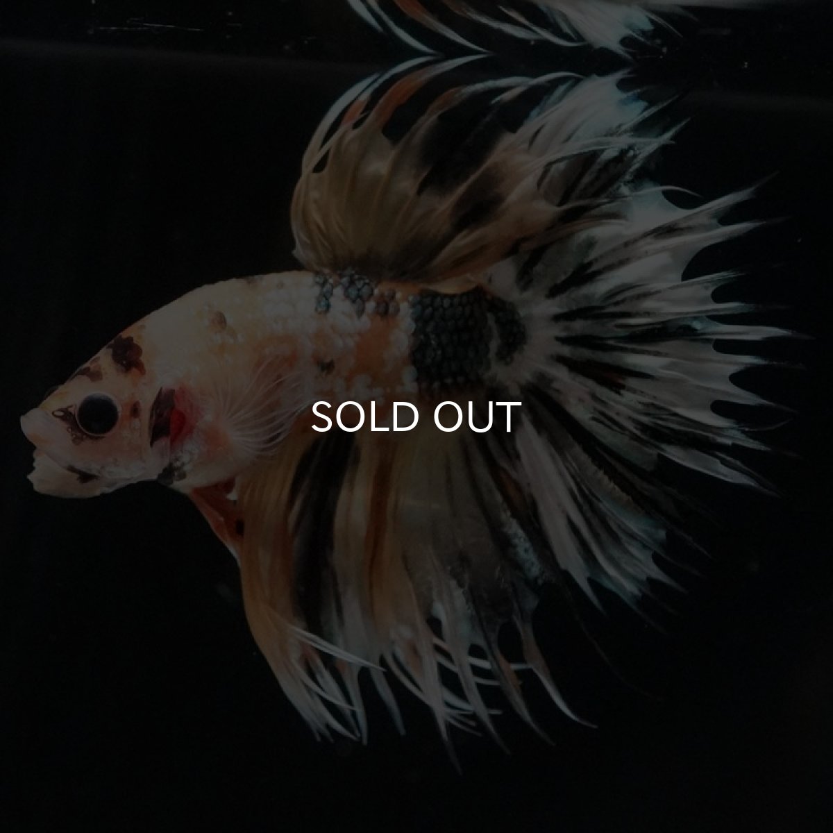 画像5: CT　イエローカッパー (5)