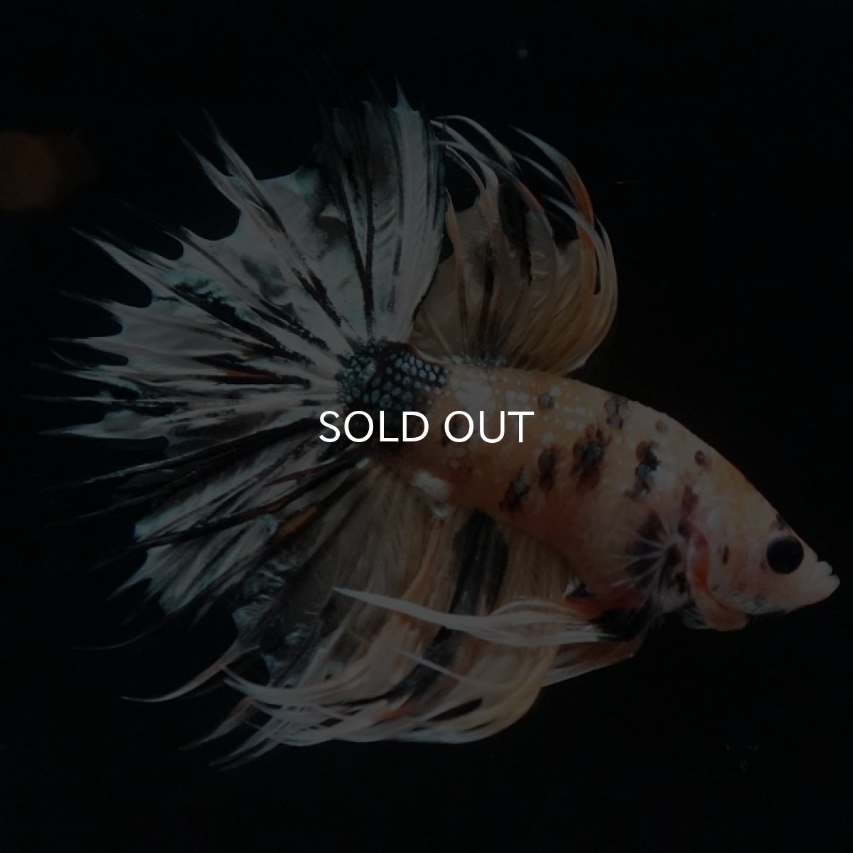 画像4: CT　イエローカッパー (4)