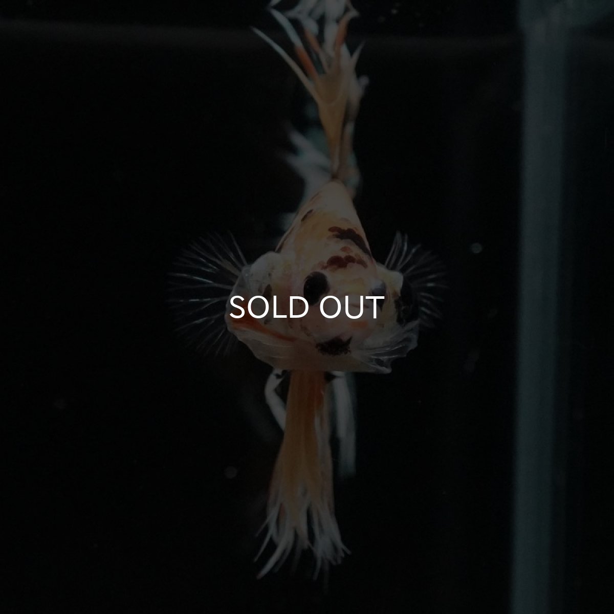 画像3: CT　イエローカッパー (3)