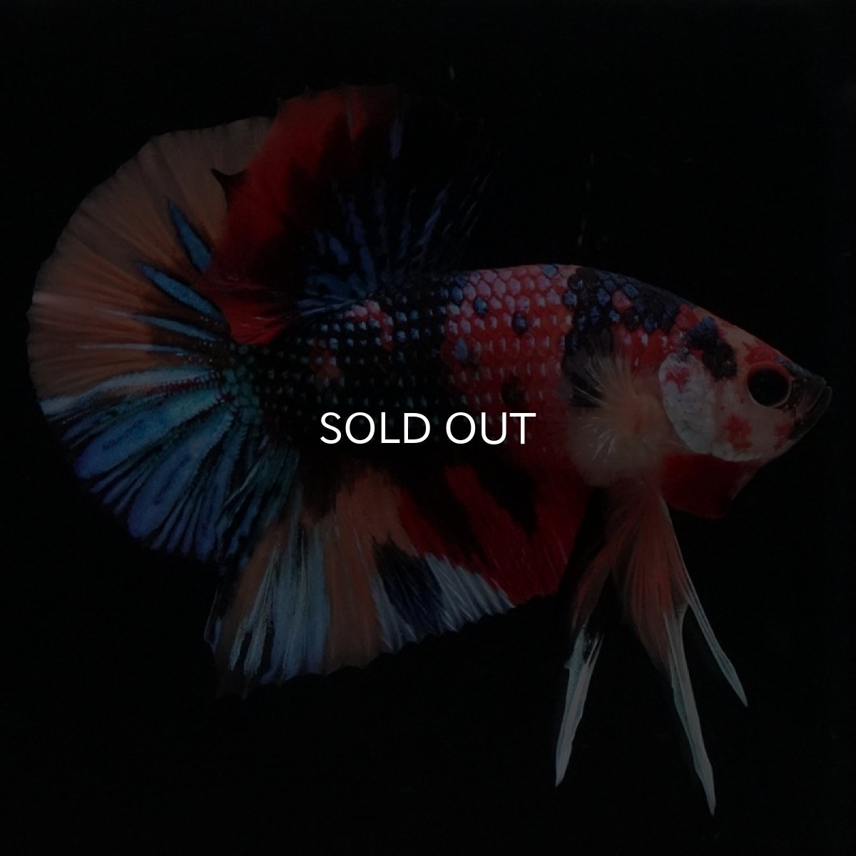 画像5: HMPK　キャンディギャラクシー (5)