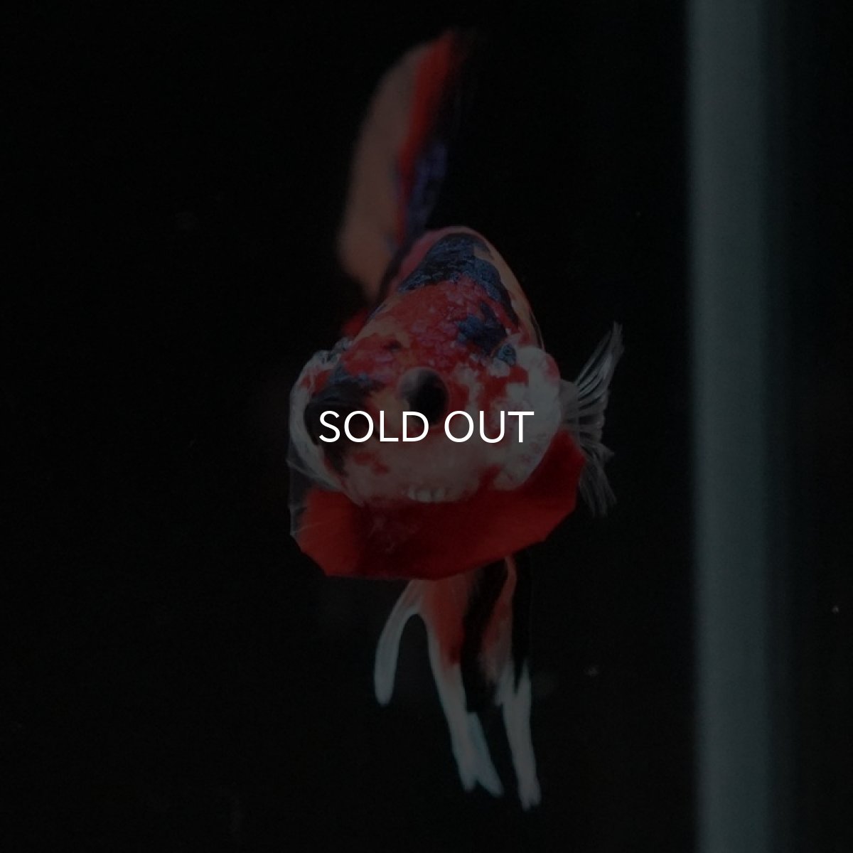 画像4: HMPK　キャンディギャラクシー (4)