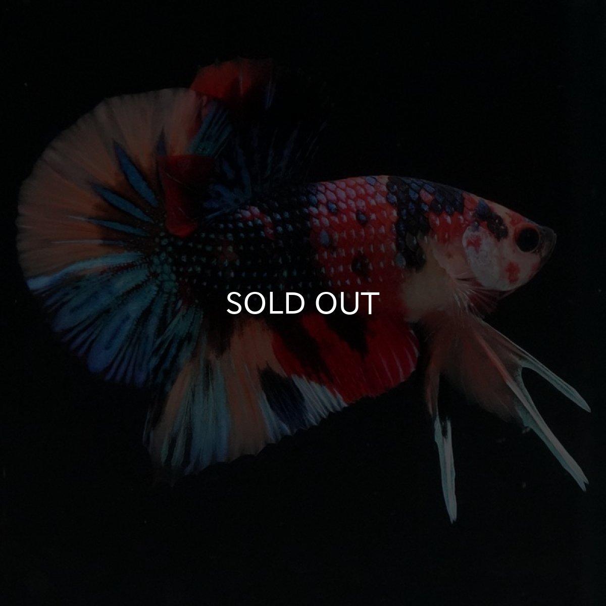 画像3: HMPK　キャンディギャラクシー (3)