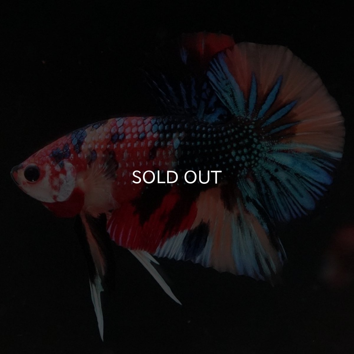 画像2: HMPK　キャンディギャラクシー (2)