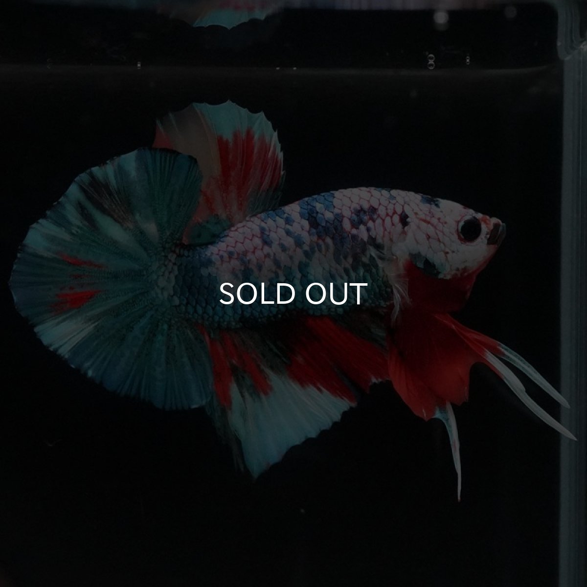 画像7: HMPK　キャンディ (7)