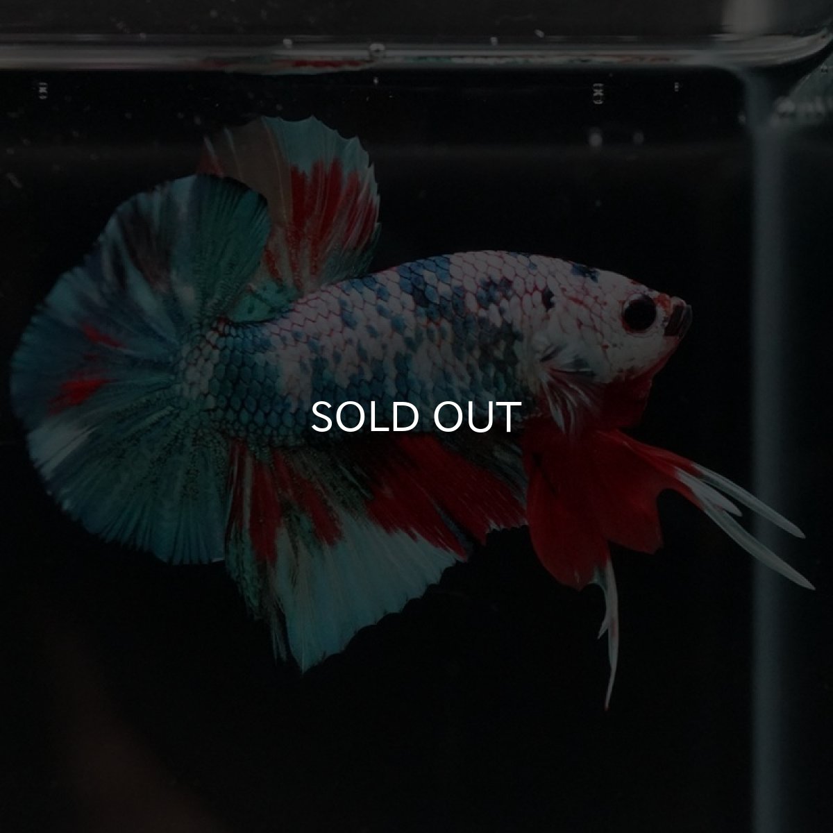 画像9: HMPK　キャンディ (9)