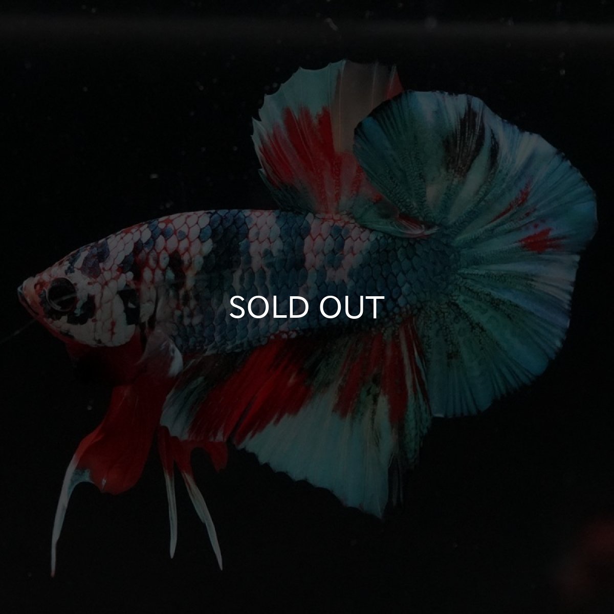 画像8: HMPK　キャンディ (8)