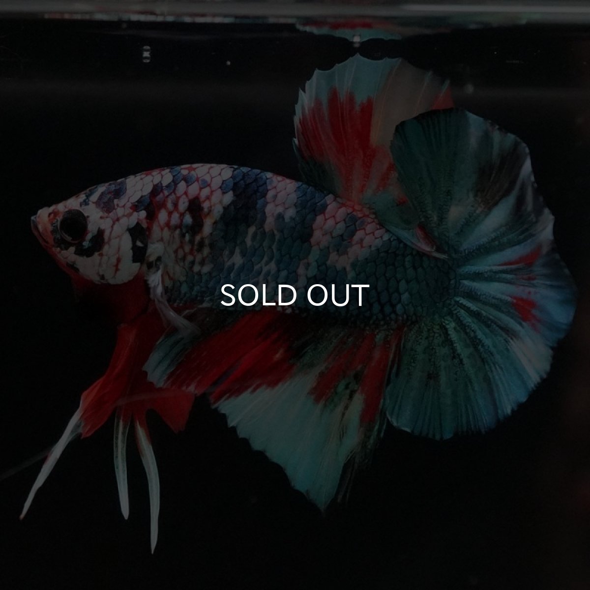 画像6: HMPK　キャンディ (6)