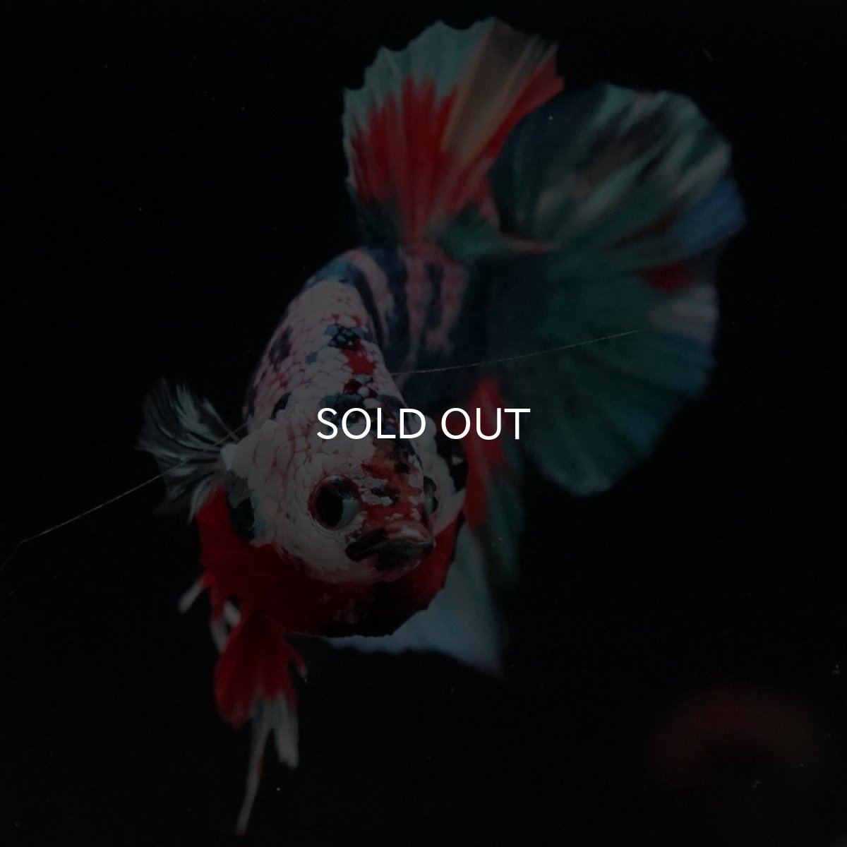 画像5: HMPK　キャンディ (5)